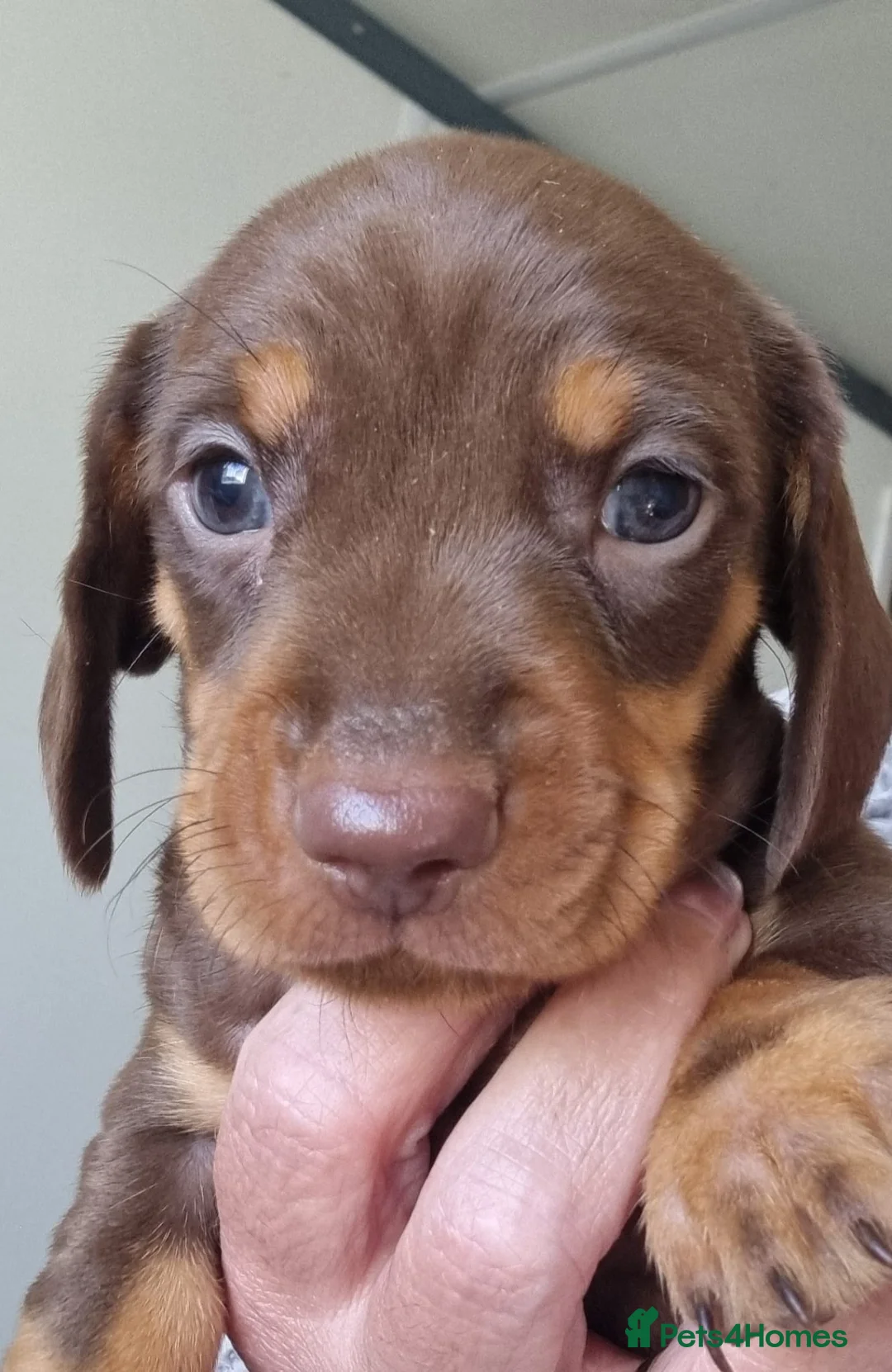 Miniature Dachshund dogs for sale: Miniature dachshounds  in Lochgelly - Advert 2