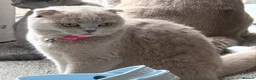 Scottish Fold cats for sale: Lilac Scottish Fold Female  - Advert 3