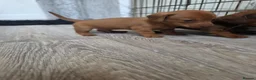 Miniature Dachshund dogs for sale: Miniature daschound REDUCED ££650££ - Advert 10