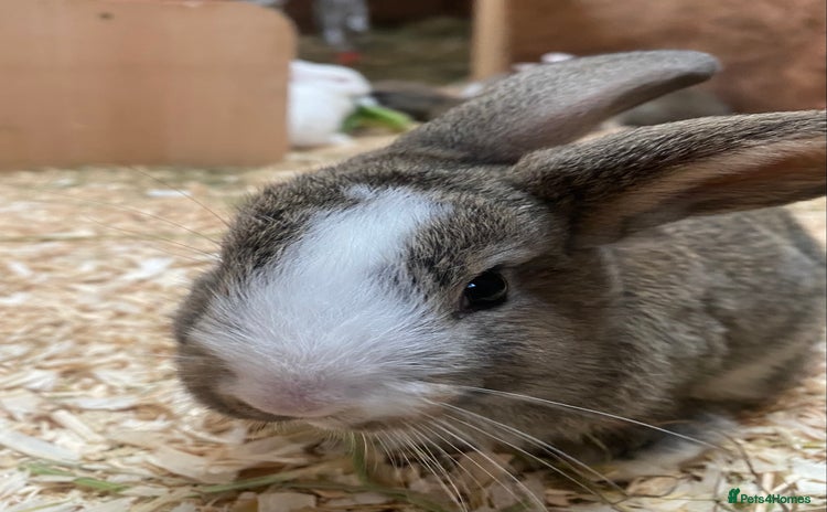 Dutch rabbits - Advert 5