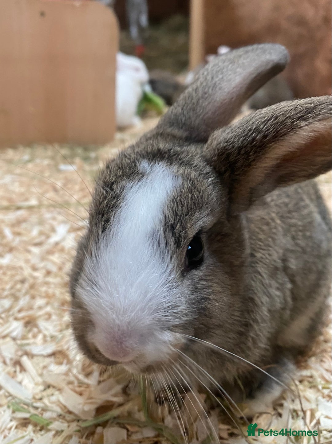 Dutch rabbits for sale: Bunnies for sale - Image 1