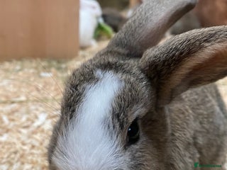 Dutch rabbits - Advert 5