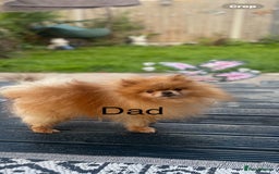 Pomeranian dogs for sale: 5 gorgeous fluff balls! Tiny Pomeranians  - Image 5