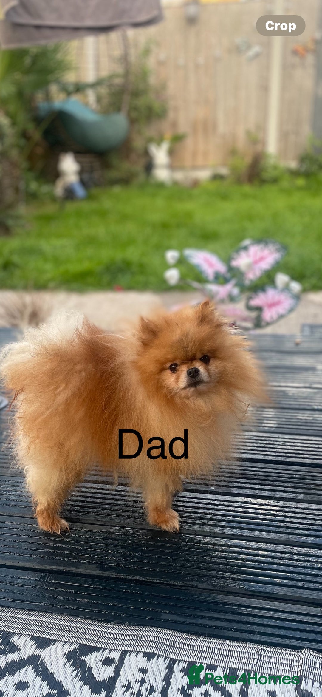 Pomeranian dogs for sale: 5 gorgeous fluff balls! Tiny Pomeranians  - Image 5