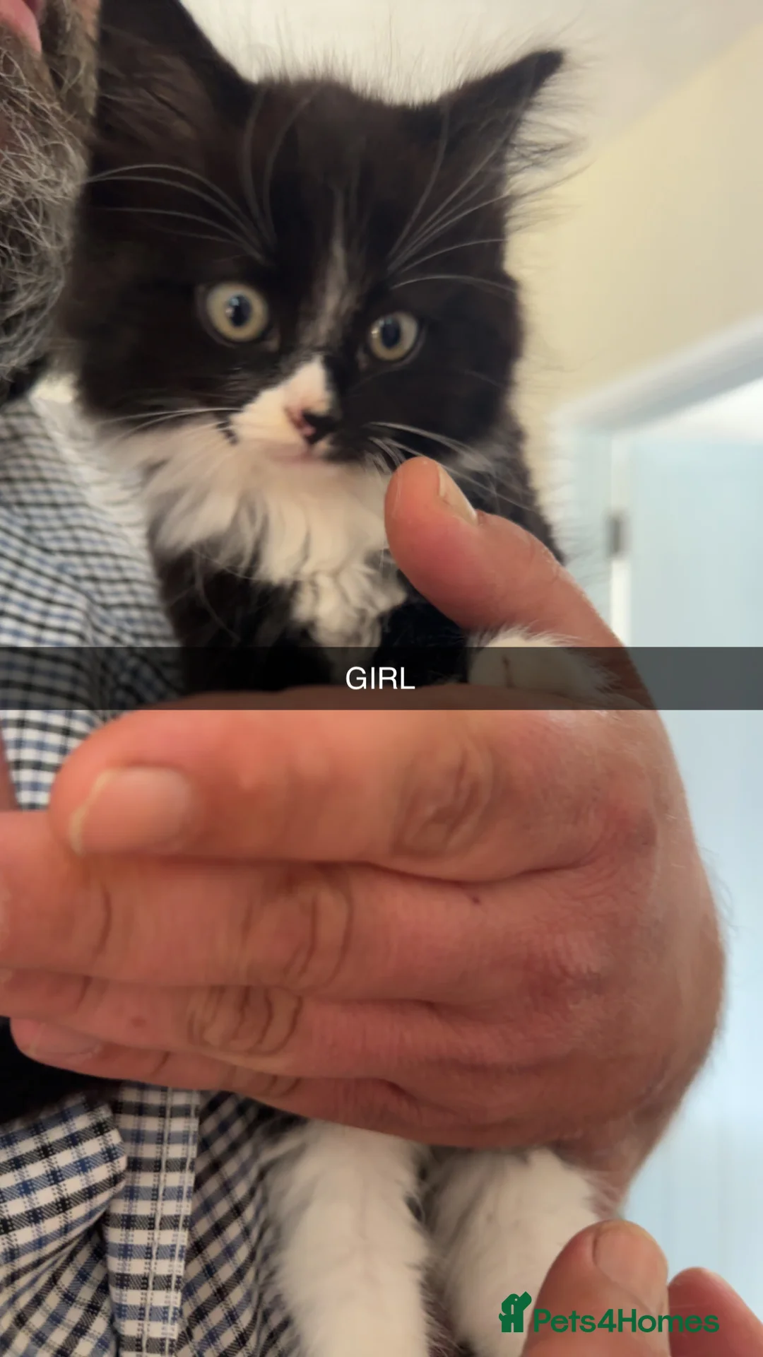 Mixed Breed cats for sale: Stunning kittens in Spalding - Advert 2