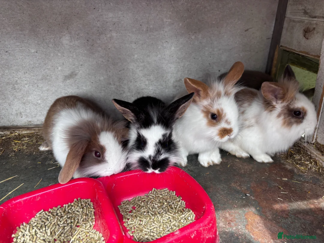 Mini Lion Lop rabbits for sale: 5 Beautiful Mini Lionhead Lops £50 Each. - Advert 9