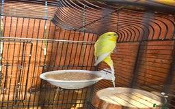 Budgerigars birds for sale: Beautiful Male budgies available for sale - Image 2