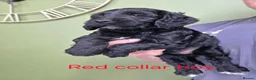 Cockapoo dogs for sale: F1 Cockapoos hereditary clear - Advert 17