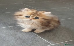 Persian cats for sale: 🌟2 Beautiful Pedigree Chinchilla Persian Kitten🌟 - Image 15