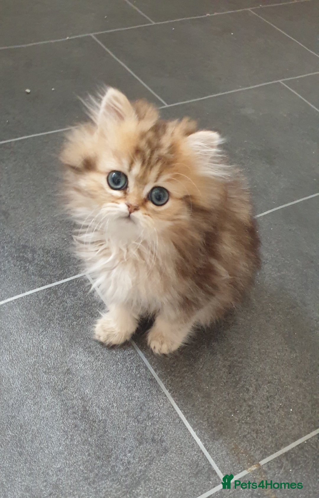 Persian cats for sale: 🌟2 Beautiful Pedigree Chinchilla Persian Kitten🌟 - Image 15