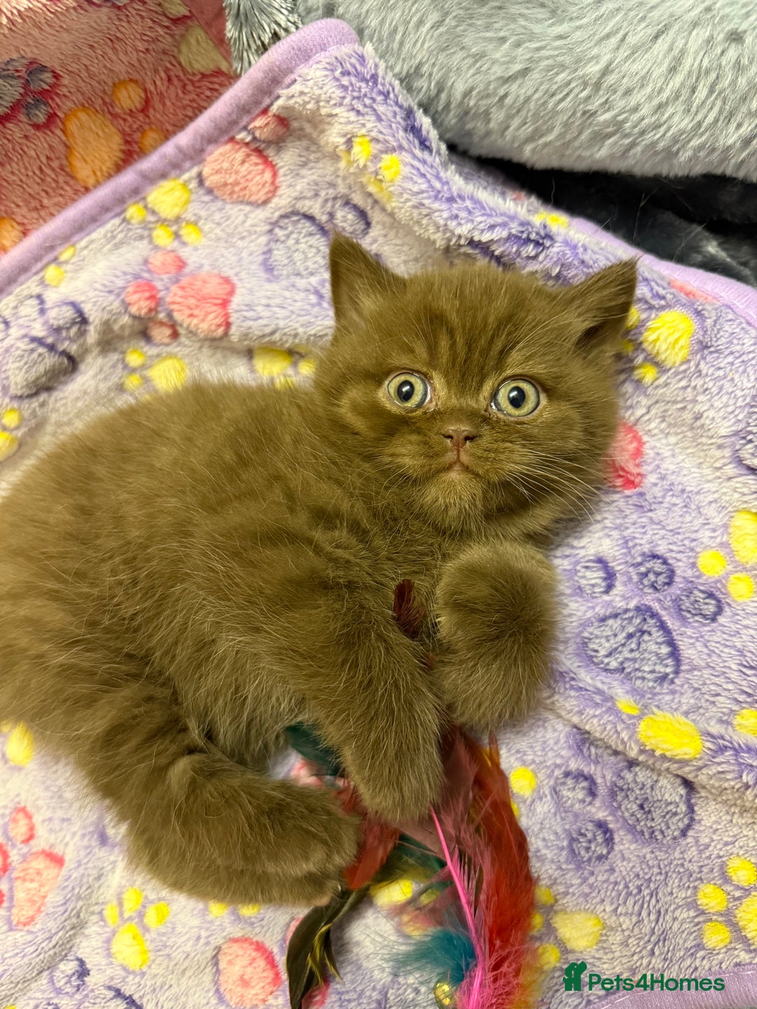 British Shorthair cats for sale: Champion Line British Shorthair Kittens - Advert 21