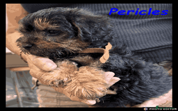 Mixed Breed dogs for sale: Beautiful Borderpoo Puppies – Ready 24th August - Image 11