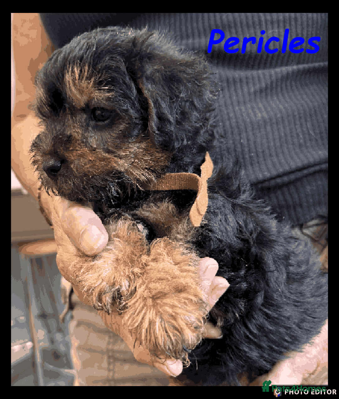 Mixed Breed dogs for sale: Beautiful Borderpoo Puppies – Ready 24th August - Image 11