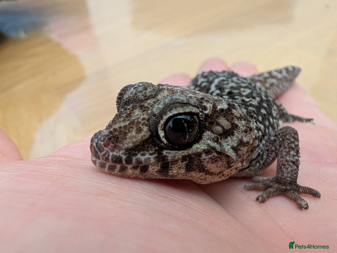 Gecko reptiles for sale: Gecko - Advert 1