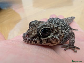 Gecko reptiles Gecko - Advert 1