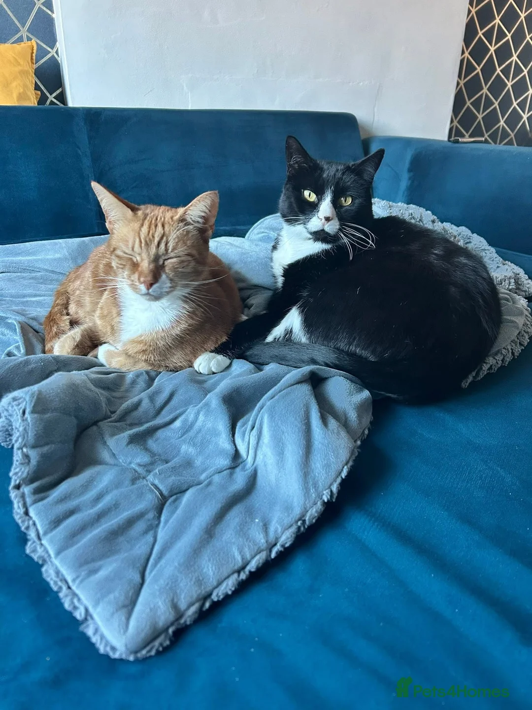 Mixed Breed cats for sale: Lennon and Neville - Advert 2