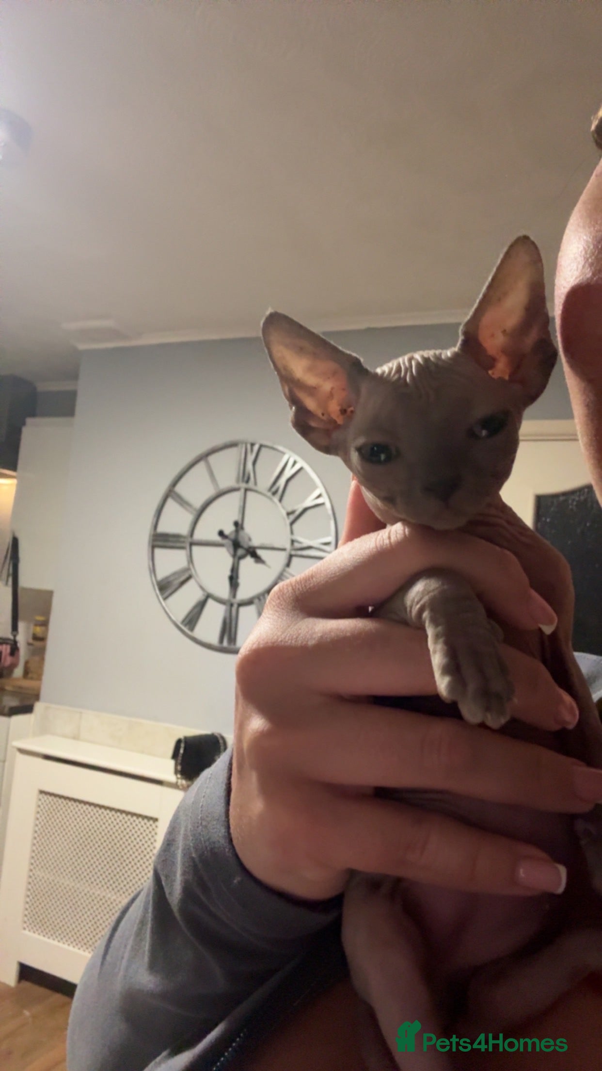 Sphynx cats Sphynx male  - Advert 4