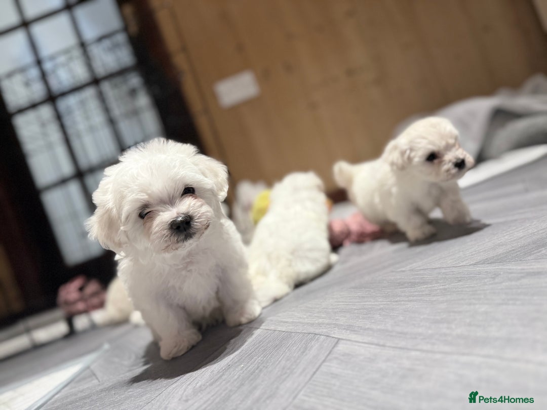 Maltese dogs for sale: Maltese puppies  - Advert 4