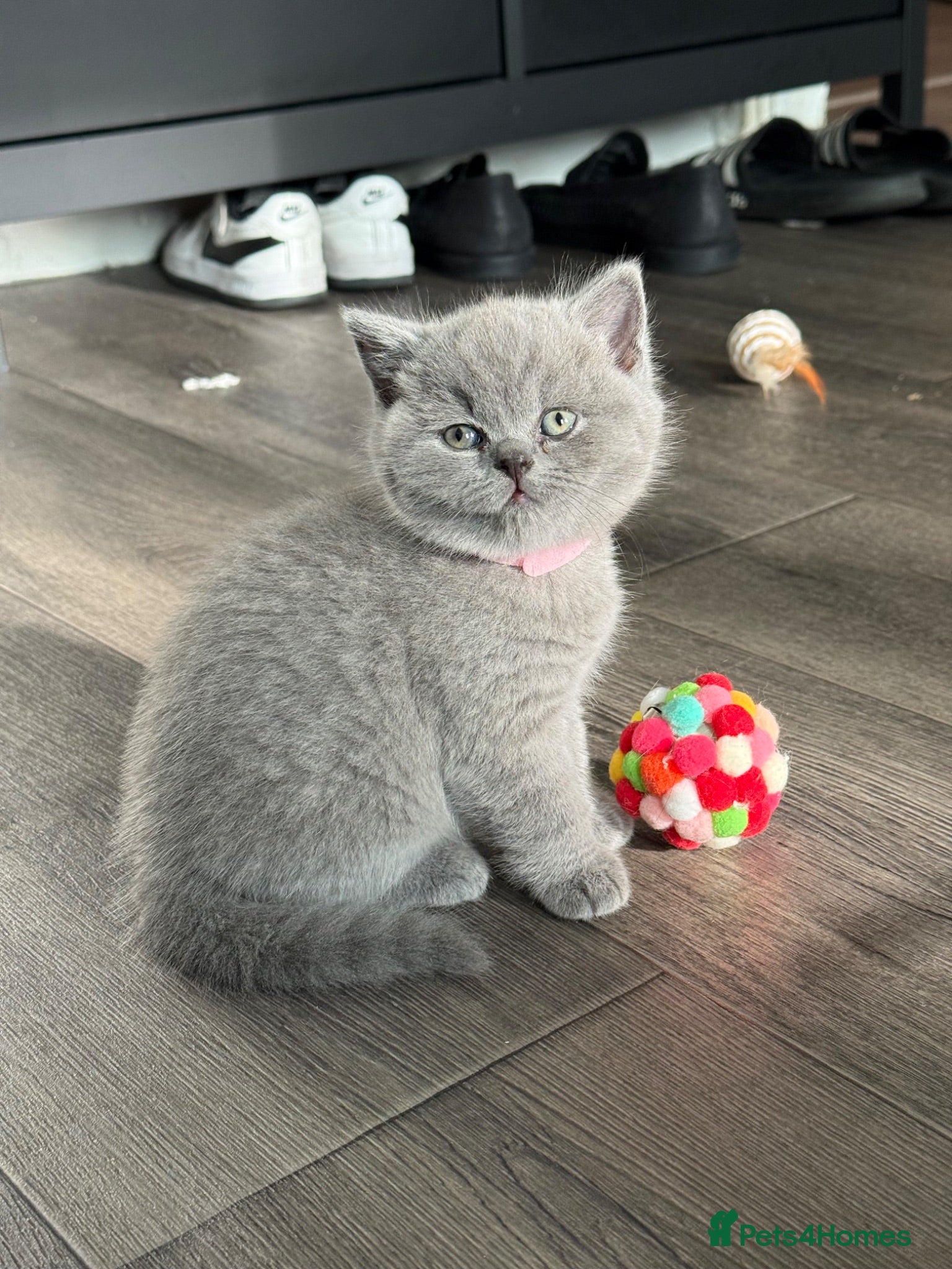 British Shorthair cats 4 British Shorthair kittens in London - Advert 18