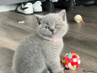 British Shorthair cats 4 British Shorthair kittens in London - Advert 18
