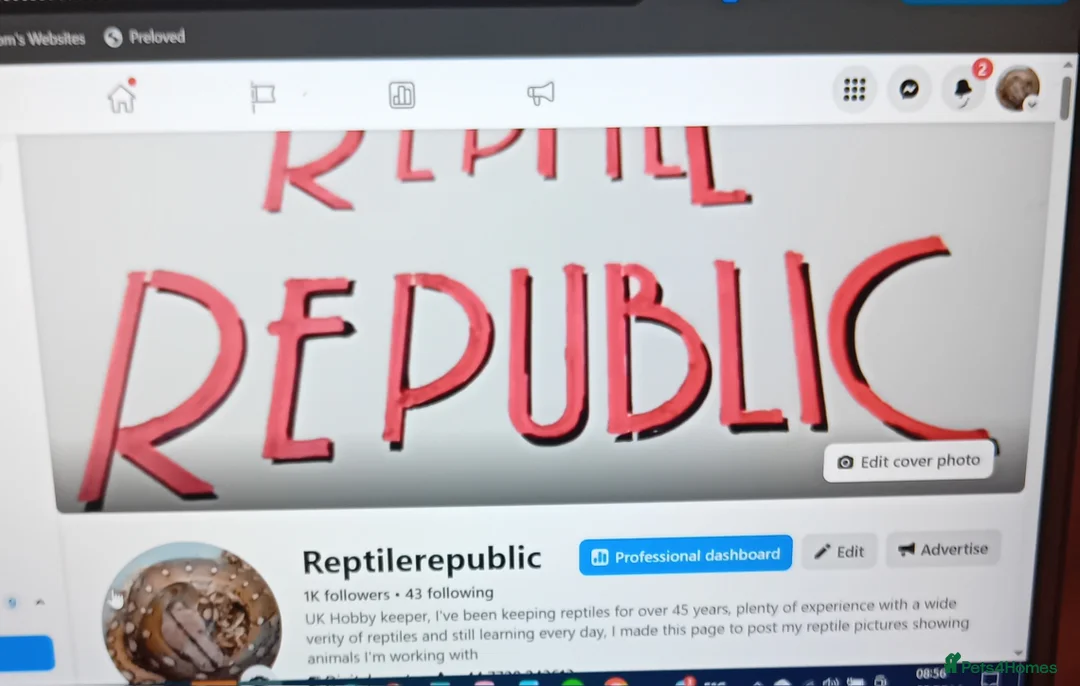 Boa Snake reptiles for sale: Rainbow Boa T-Albino - Advert 8