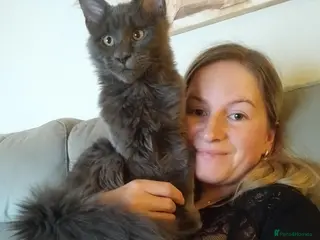 Maine Coon cats Purebred Maine Coon Kittens - Advert 4