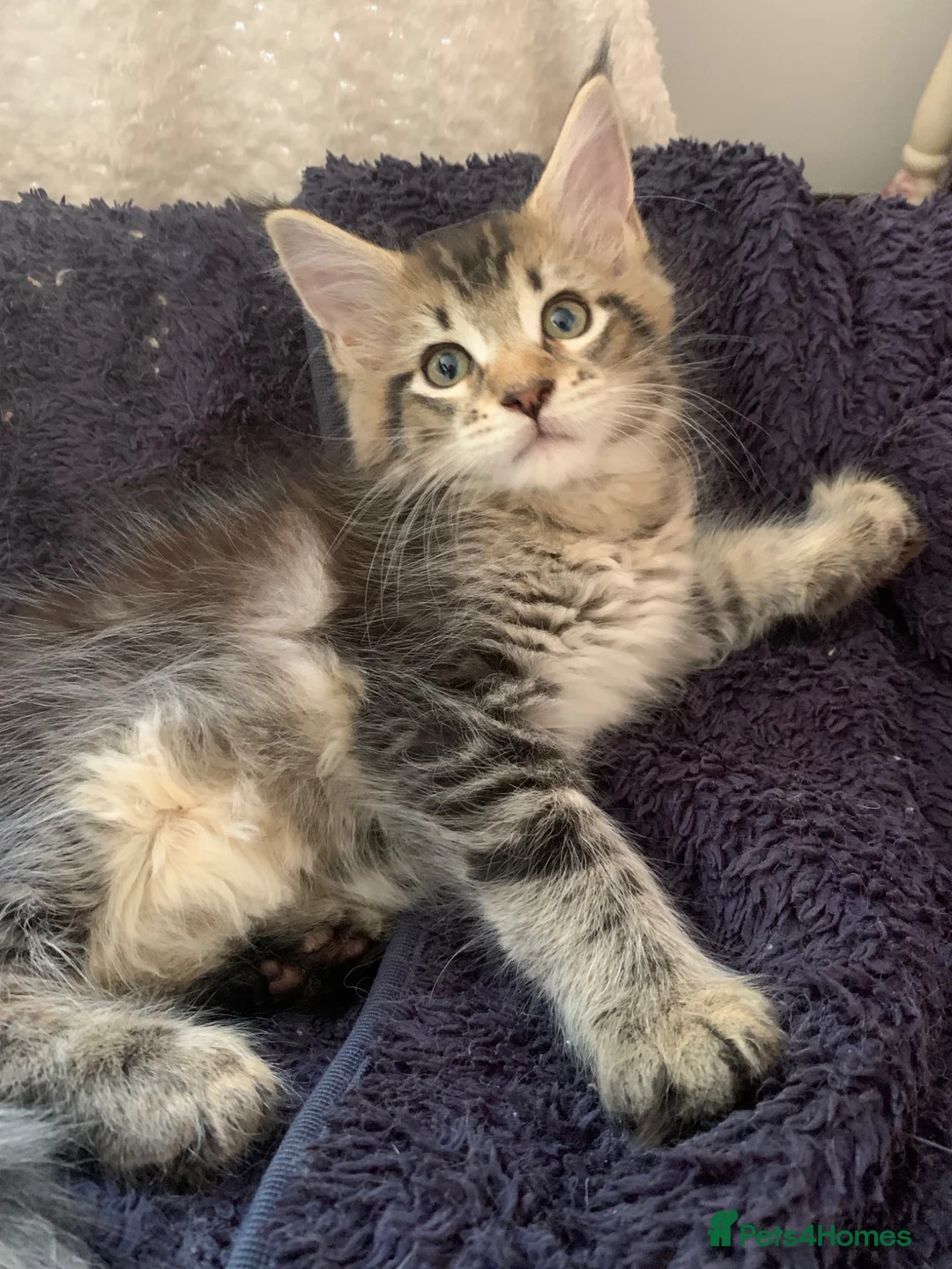 Maine Coon cats for sale: Pedigree GCCF Registered Maine Coon kittens - Advert 15