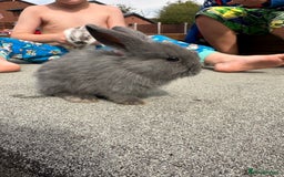 Mini Lop rabbits for sale: Mini Lop baby bunnies  - Image 3