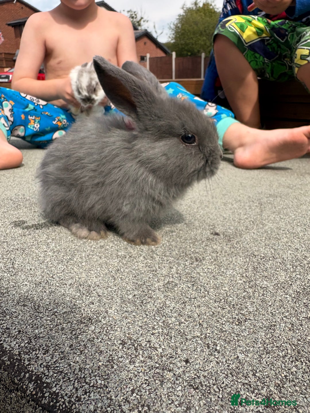 Mini Lop rabbits for sale: Mini Lop baby bunnies  - Image 3