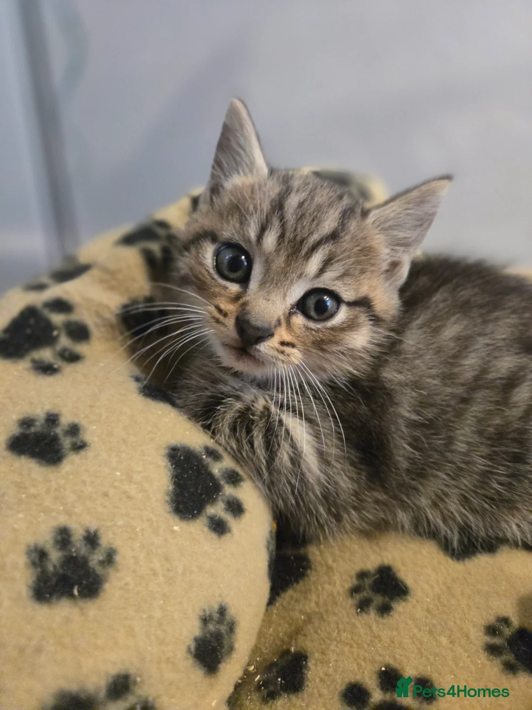 Mixed Breed cats for sale: 4 beautiful kittens  - Advert 4