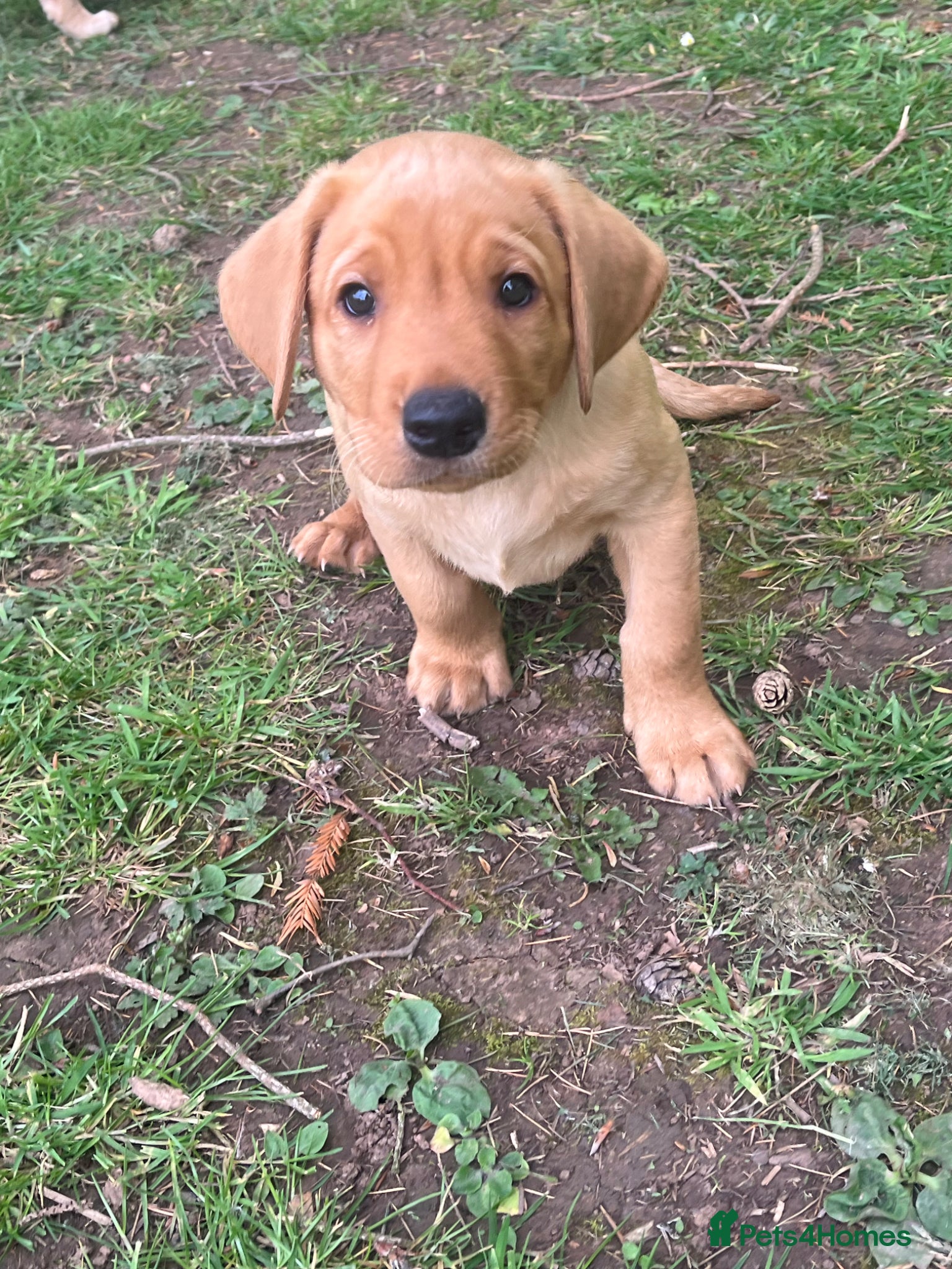 Labrador Retriever dogs Labrador Puppies out of FTCH - Advert 2