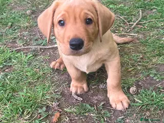 Labrador Retriever dogs Labrador Puppies out of FTCH - Advert 2