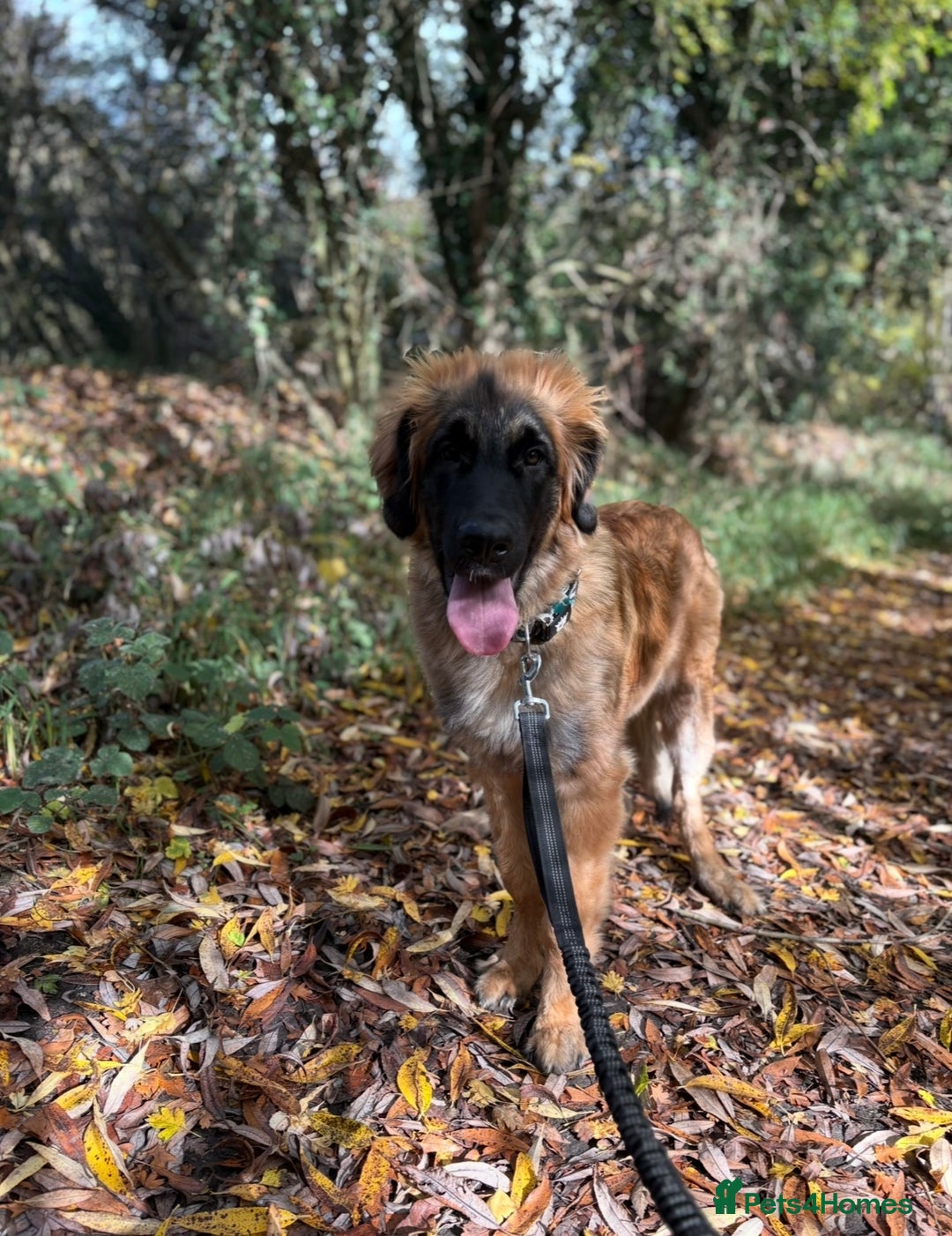 Leonberger dogs for sale: 8 Month Old Leonberger  - Advert 1