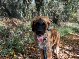 Leonberger dogs 8 Month Old Leonberger - Advert 2