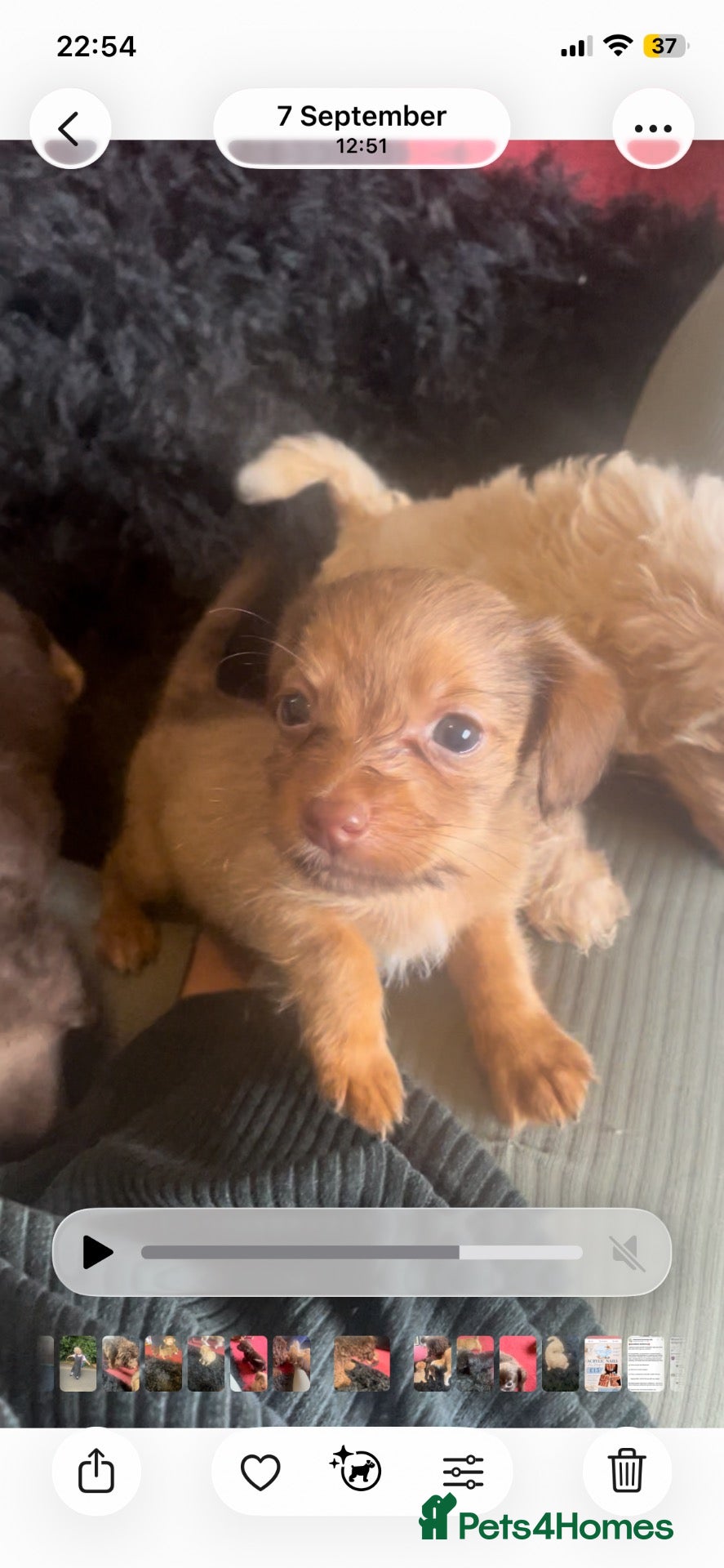 Mixed Breed dogs Cockapoo cross £500 TAKING OFFERS - Advert 13
