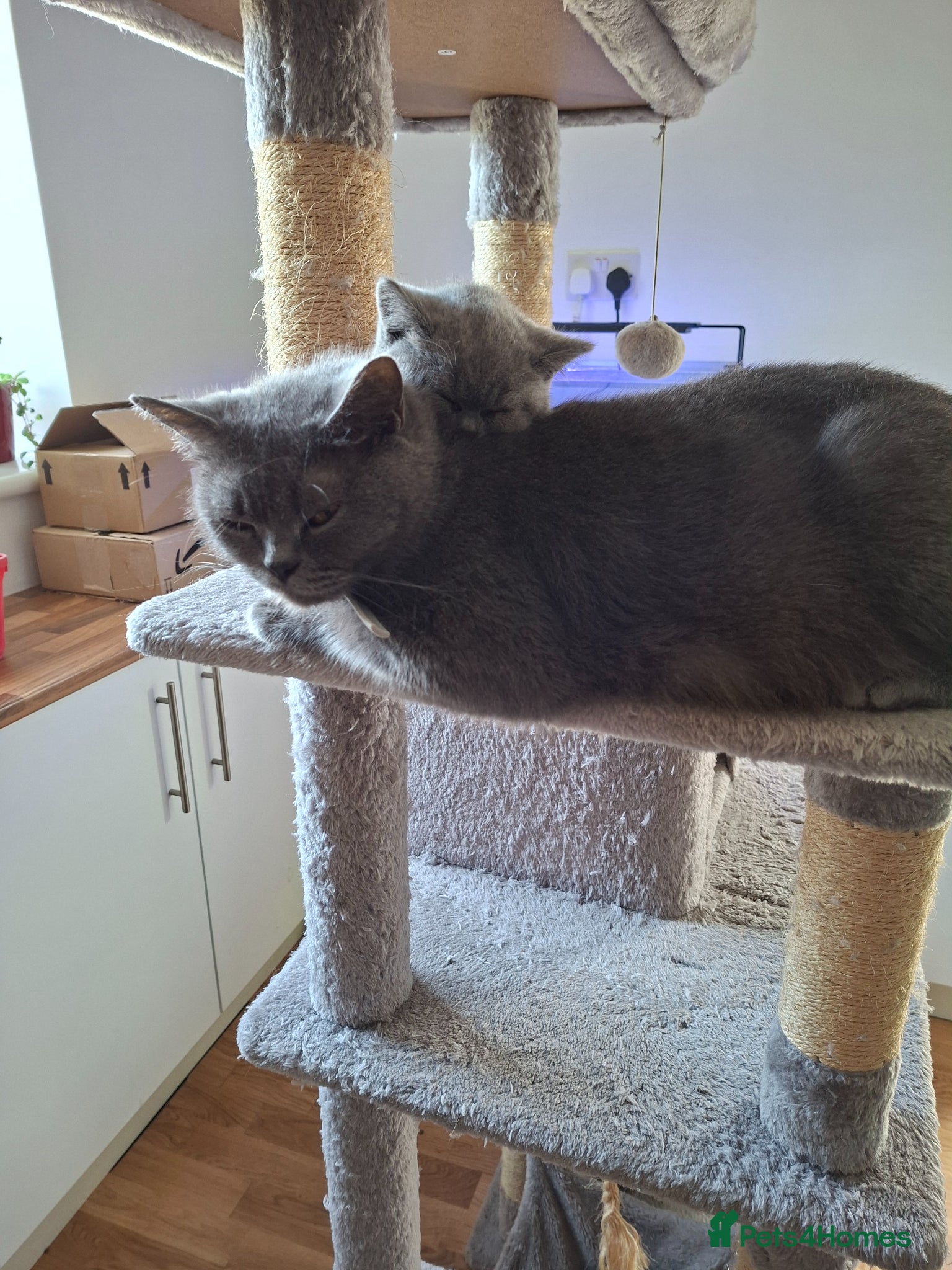 British Shorthair cats Pedigree  British short hair kittens  - Advert 3