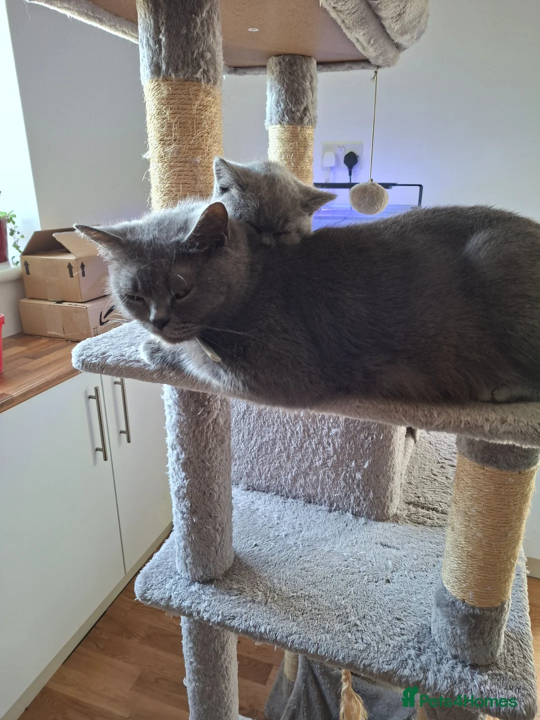 British Shorthair cats for sale: Pedigree  British short hair kittens  - Advert 1