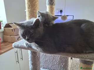 British Shorthair cats Pedigree British short hair kittens - Advert 5