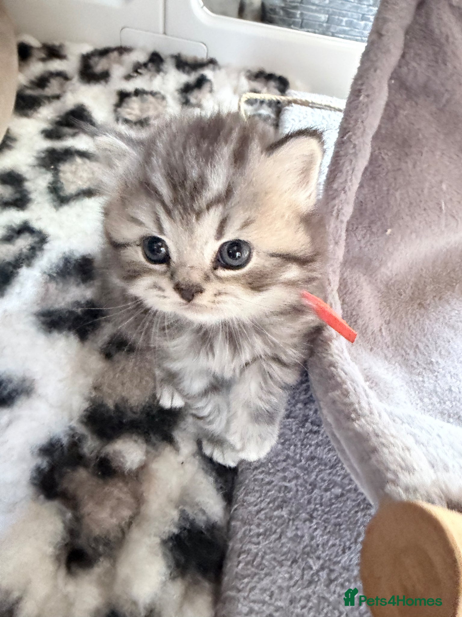 British Shorthair cats for sale: Exceptional British Shorthair kittens 🩷 - Advert 17