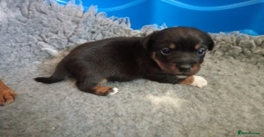 Jack Russell dogs in Dagenham - Advert 2
