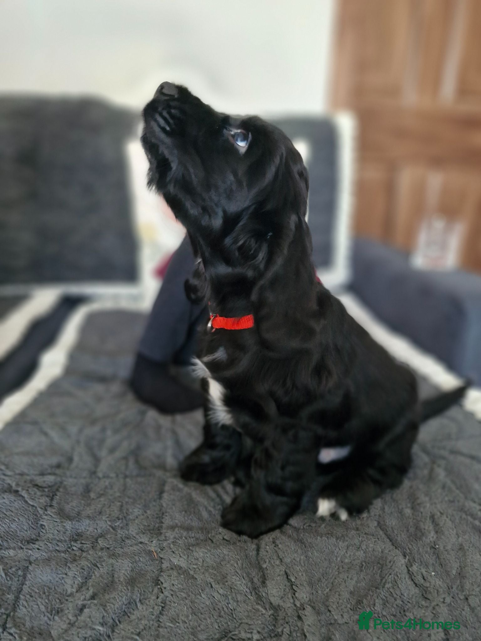 Cocker Spaniel dogs Show Type Cocker Spaniels Puppies - Advert 17