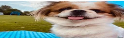Pekingese dogs for stud: Our Pekingese “Chicka” Seeking Stud Dog 💕🐾 - Advert 5