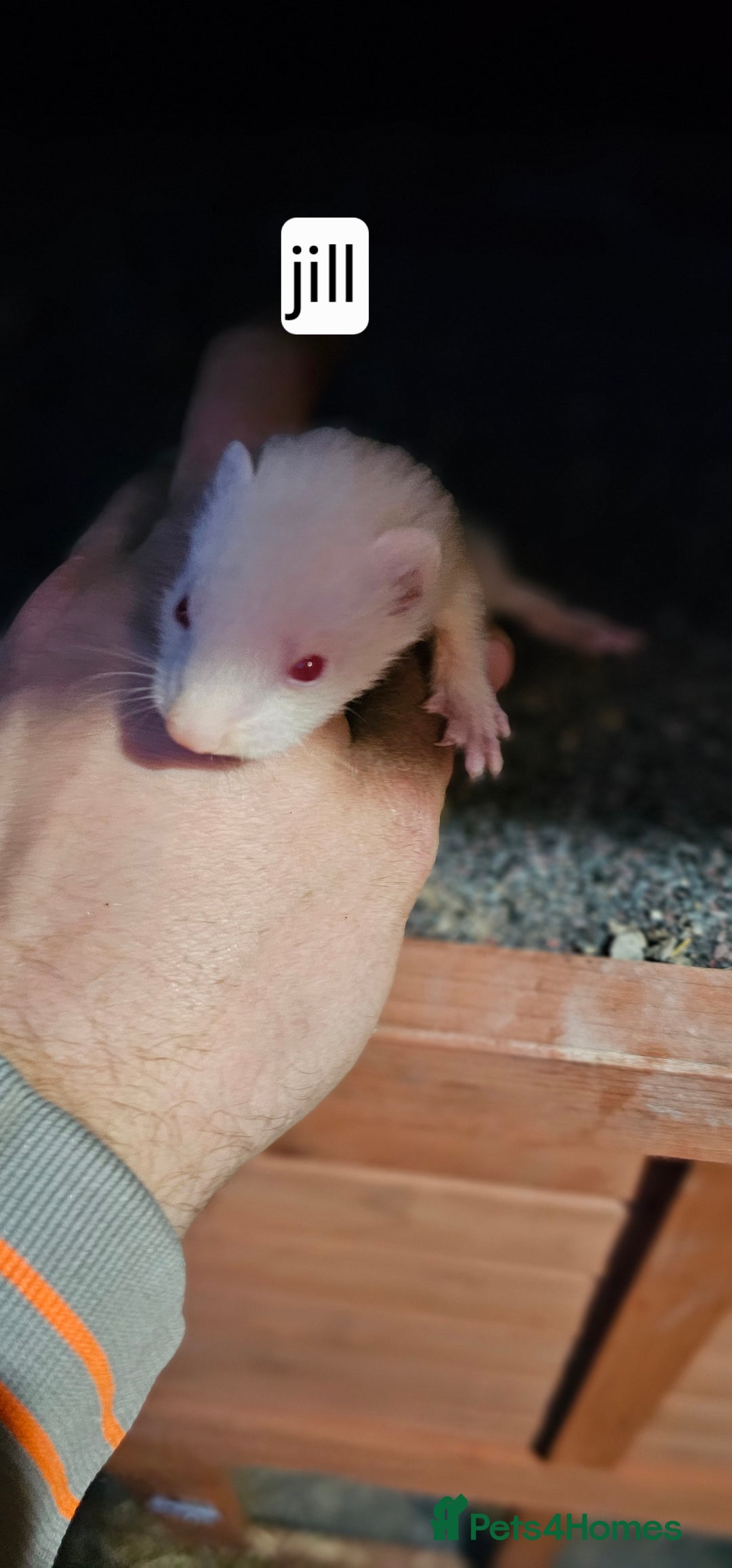 Ferret rodents for sale: Gill and hobs kit for sale  - Image 2