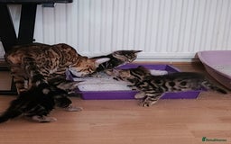 Bengal cats for sale: Little Bengal kittens - Image 11