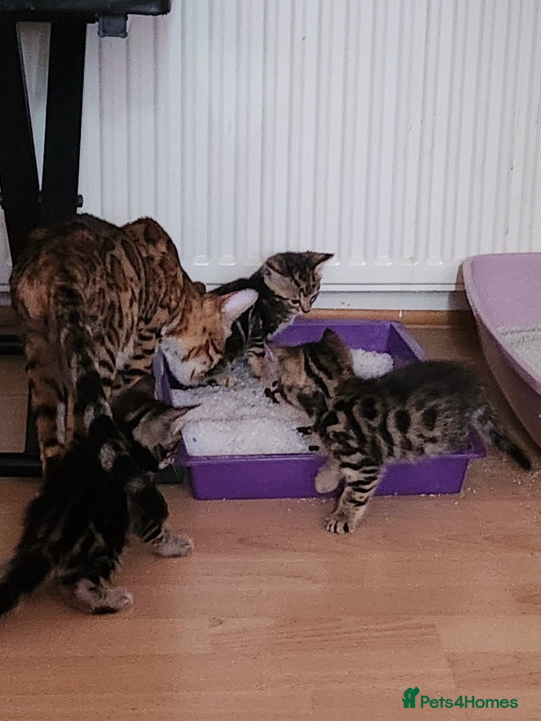 Bengal cats for sale: Little Bengal kittens - Image 11
