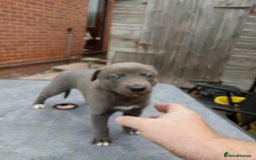 Whippet dogs for sale: Beautiful blue whippet puppy - Image 6