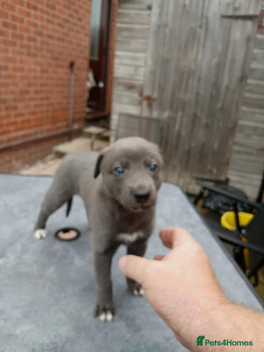 Whippet dogs for sale: Beautiful blue whippet puppy - Image 6