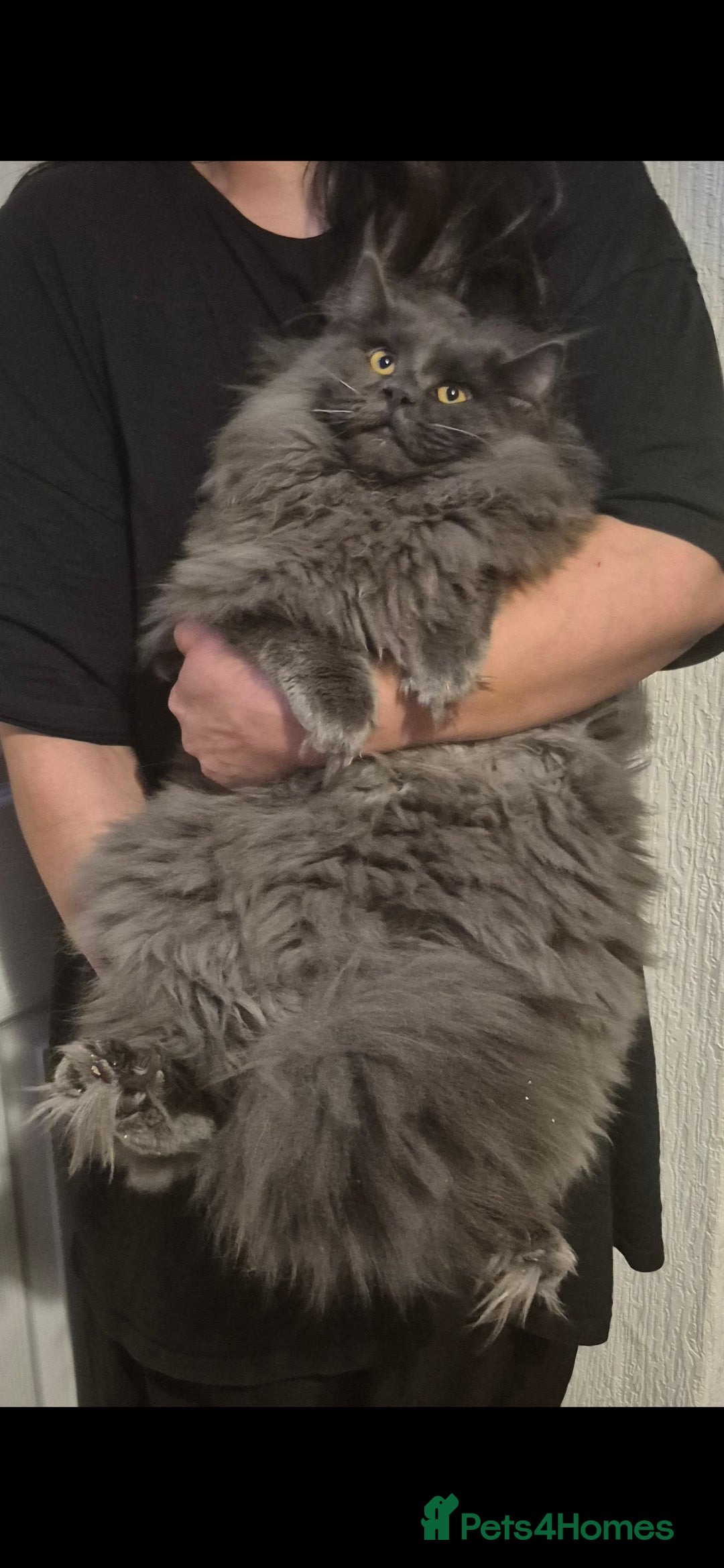 Maine Coon cats for sale: Stunning male maine coon - Advert 4