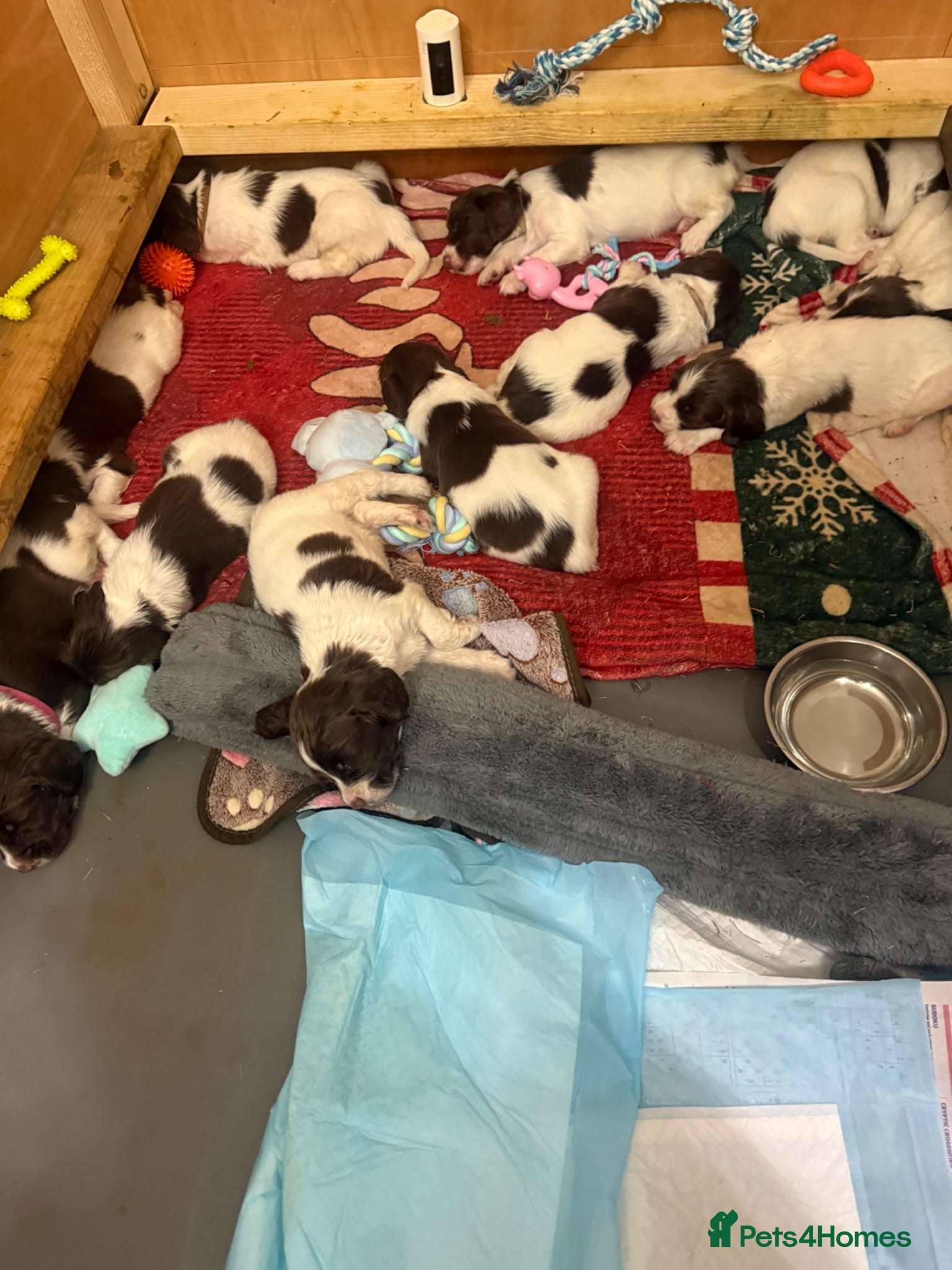 English Springer Spaniel dogs KC Registered English Springer Spaniel Puppies - Advert 2