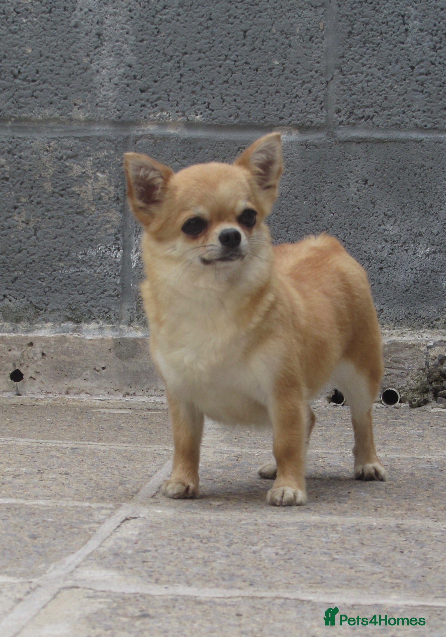 Chihuahua dogs RED CHIHUAHUA GIRL FOR SALE KENNEL CLUB REGISTERED - Advert 2